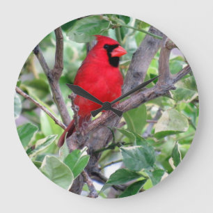 Cardinal dans un citronnier - Oiseau - Horloge mur