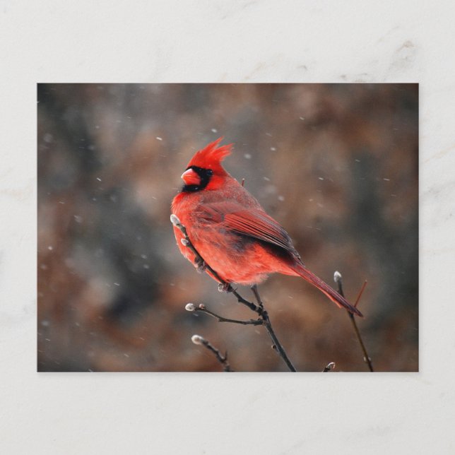 Cardinal dans une carte postale tempête de neige (Devant)
