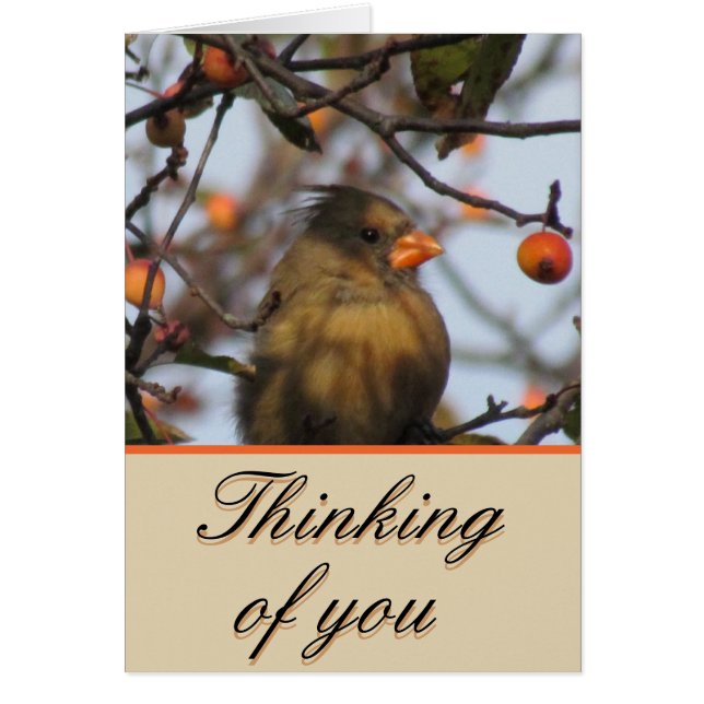 Cardinal d'automne (Devant)