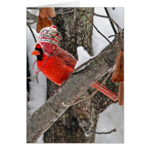 Cardinal de Noël avec Casquette de stockage
