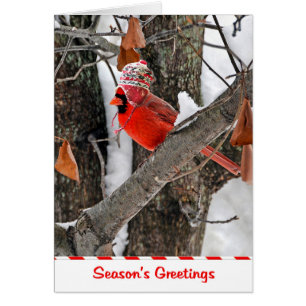 Cardinal des voeux de la saison