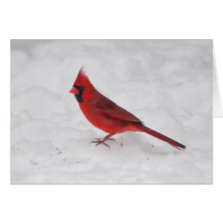 Cardinal d'hiver