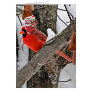 Cardinal d'hiver avec casquette