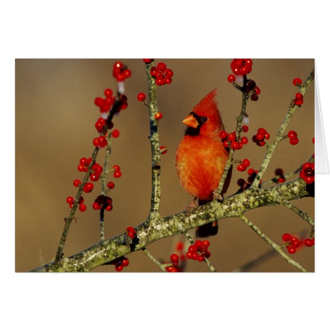 Cardinal du Nord mâle perché, IL (Devant horizontal)