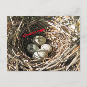 Cardinal Eggs Postcard