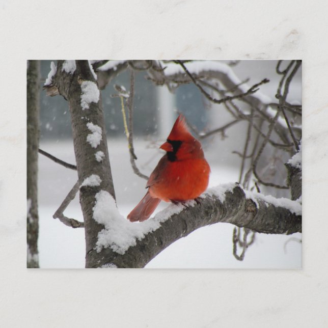 Cardinal en carte postale d'arbre (Devant)