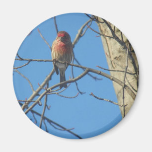 Cardinal Female/Bird Magnet