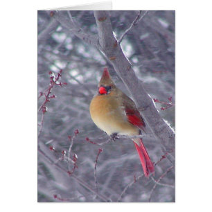 Cardinal féminin dans la neige