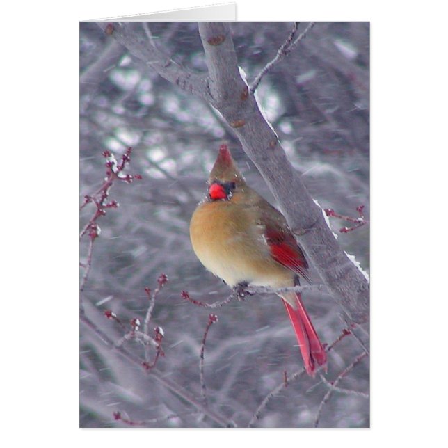 Cardinal féminin en neige (Devant)