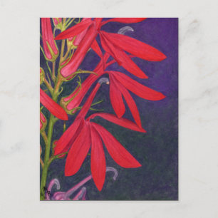 Cardinal Flower Floral Painting Postcard