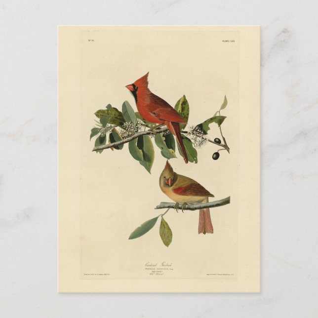 Cardinal Grosbeak from Audubon's Birds of America Postcard (Front)