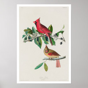 Cardinal Grosbeak par Audubon Poster
