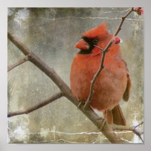 Cardinal Grunge Poster