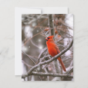 Cardinal Holiday Card