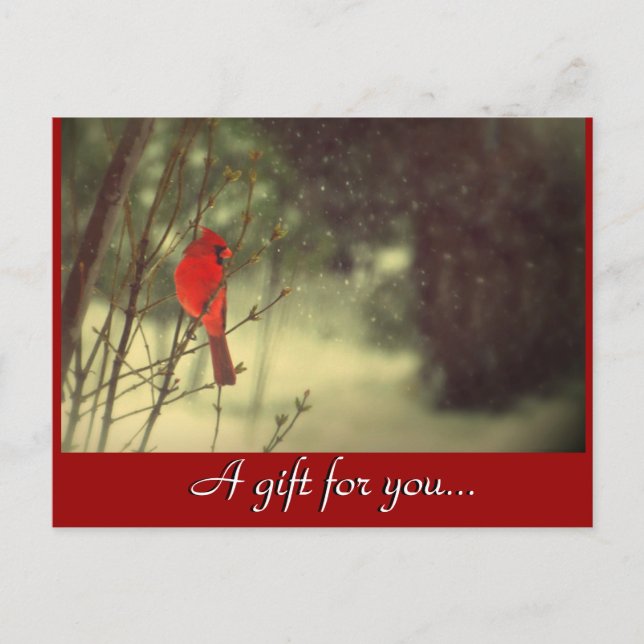 Cardinal Holiday Gift Certificate Postcard (Front)