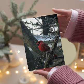 Cardinal Homme Grande Police Carte de Noël