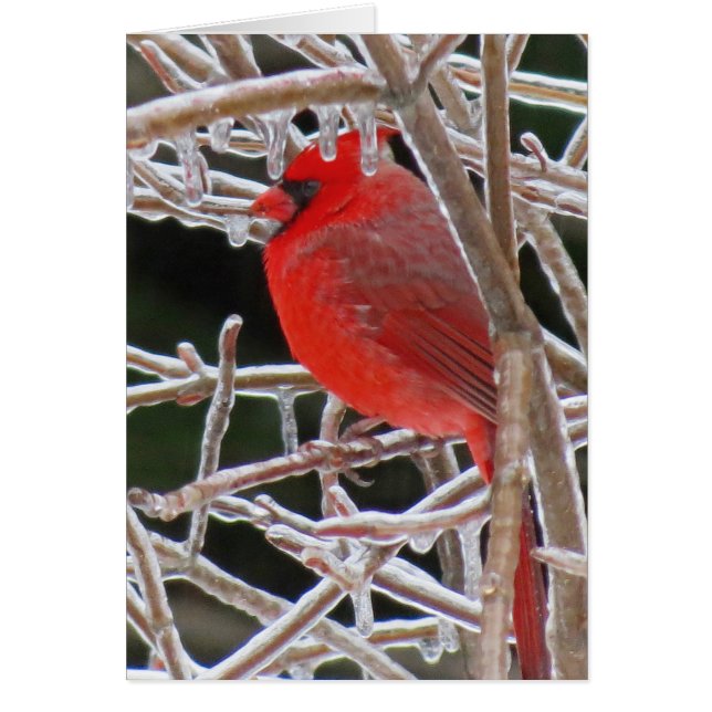 Cardinal Ice (Front)