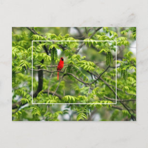 Cardinal in a Honey Locust Tree Postcard
