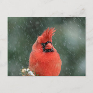 Cardinal in a pine tree during a snow storm postcard