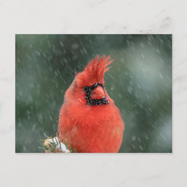 Cardinal in a pine tree during a snow storm postcard (Front)