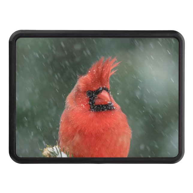 Cardinal in a pine tree during a snow storm trailer hitch cover (Front)