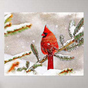 Cardinal in a pine tree in winter poster