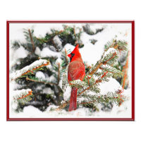Cardinal in a pine tree
