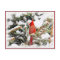 Cardinal in a pine tree
