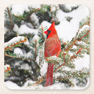 Cardinal in a pine tree square paper coaster