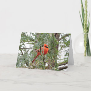 Cardinal in Pine Tree Greeting Card