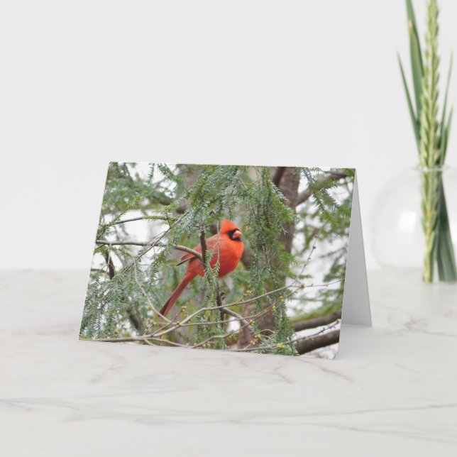 Cardinal in Pine Tree Greeting Card (Front)