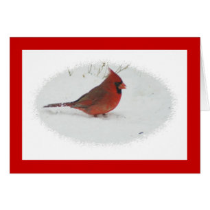 Cardinal in Snow