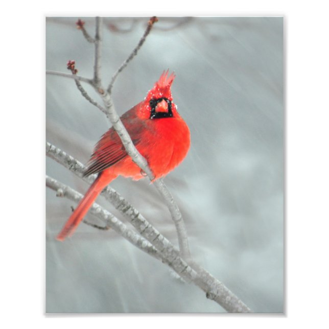 Cardinal in Snow 8" x 10" Photo Print (Front)