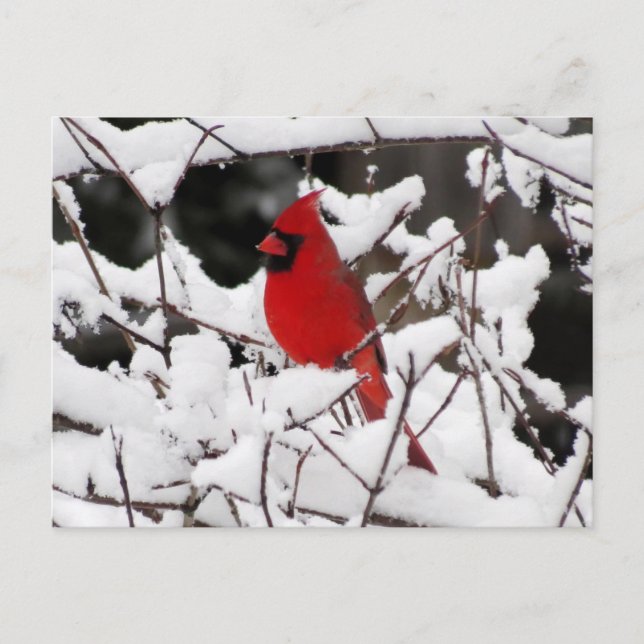 Cardinal in Snow - Bird Postcard (Front)