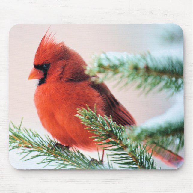 Cardinal in Snow Dusted Fir Mouse Pad (Front)