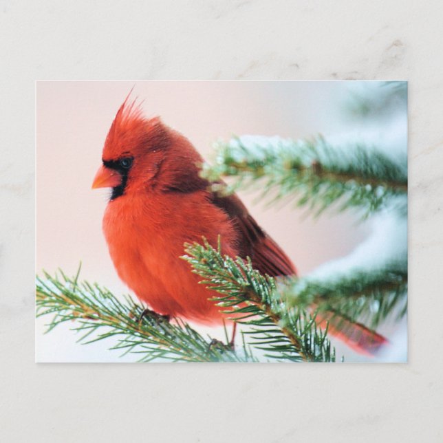 Cardinal in Snow Dusted Fir Postcard (Front)