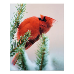 Cardinal in Snow Dusted Fir Tree Poster