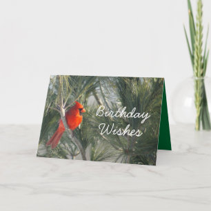 Cardinal in the Pine-customize any occasion Card