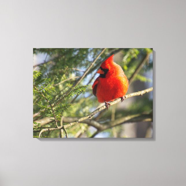 Cardinal in the Pines Canvas Print (Front)