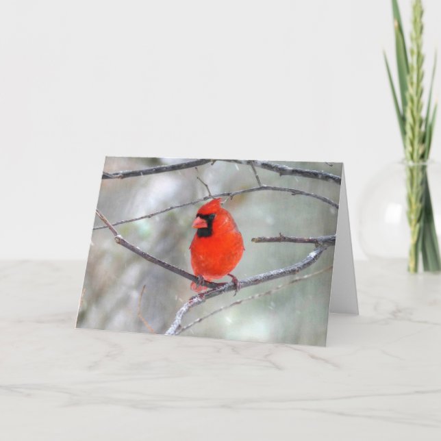Cardinal in the Snow Card (Front)