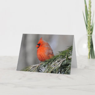 Cardinal in the Snow greeting cards