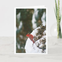 Cardinal In the Snow