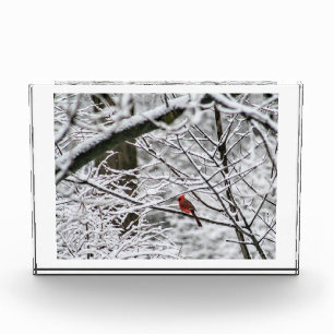 Cardinal in the Snowy Woods Photo Block