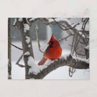 Cardinal in tree postcard