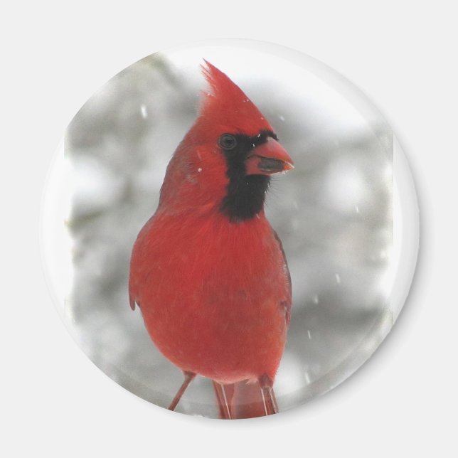Cardinal Magnet (Front)
