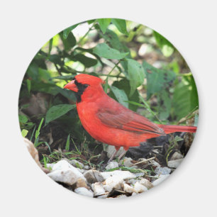 Cardinal Magnet