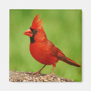 Cardinal Magnet