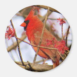 Cardinal Magnet