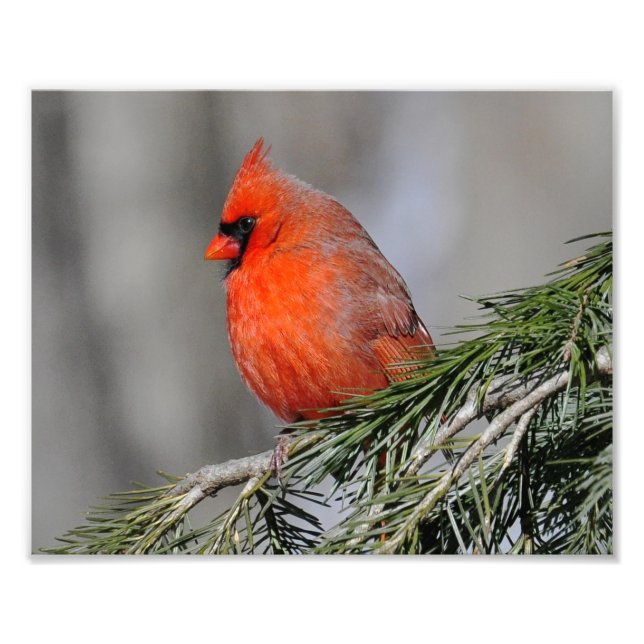Cardinal Male Bird - Print Photograph (Front)