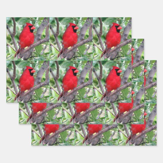 Cardinal mâle - Feuilles de papier enveloppant tou (Lot)